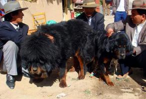 Tibetan Mastiff Dogs